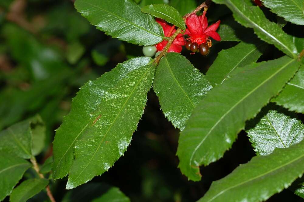 Image of Mickey Mouse plant