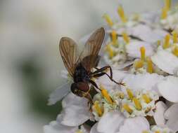 Image of Phasia obesa (Fabricius 1798)