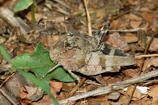 Image of blue-winged grasshopper