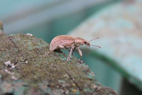 Plancia ëd Sciaphobus (Neosciaphobus) squalidus (Gyllenhal 1834)