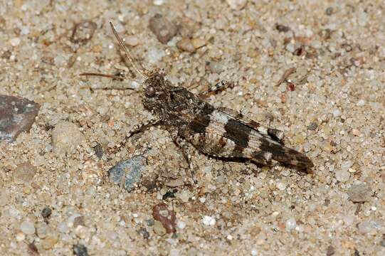 Image of blue-winged grasshopper