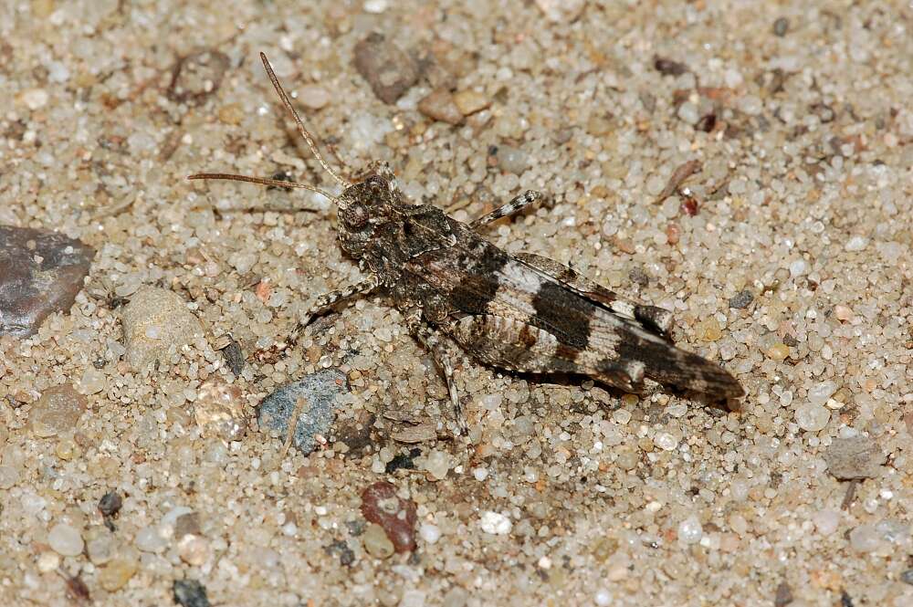 Image of blue-winged grasshopper