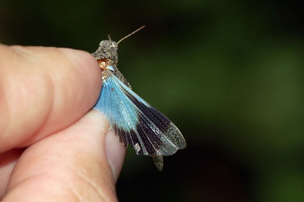 Image of blue-winged grasshopper