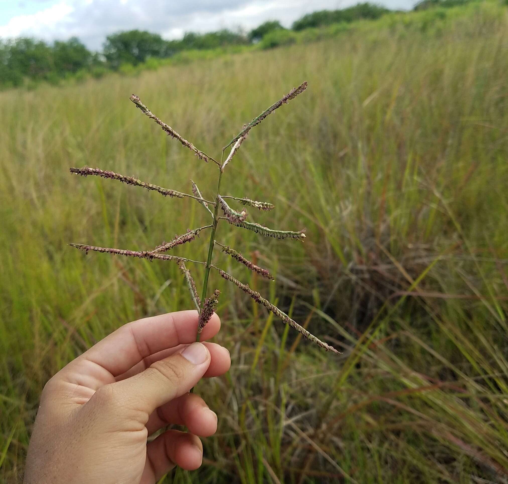 Image de Paspalum arundinaceum Poir.