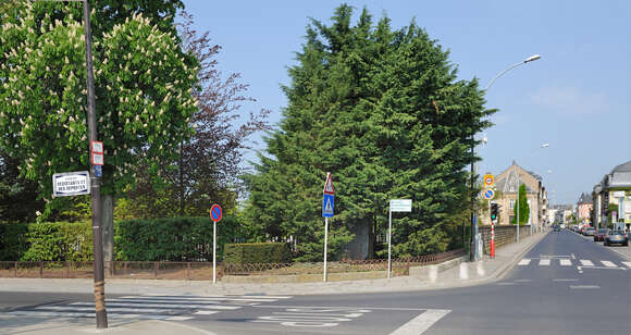 Image of Cupressus × leylandii