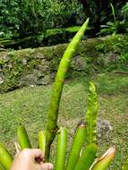 صورة Werauhia gladioliflora (H. Wendl.) J. R. Grant