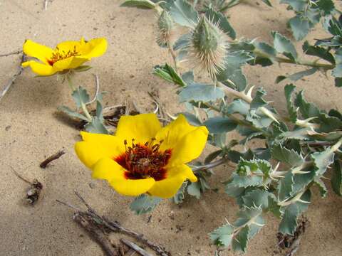 Image de Rosa persica Michx. ex J. F. Gmel.