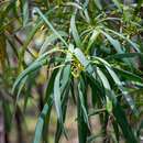 Image of Persoonia longifolia R. Br.