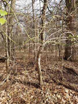 Image de Crataegus mollis (Torr. & Gray) Scheele