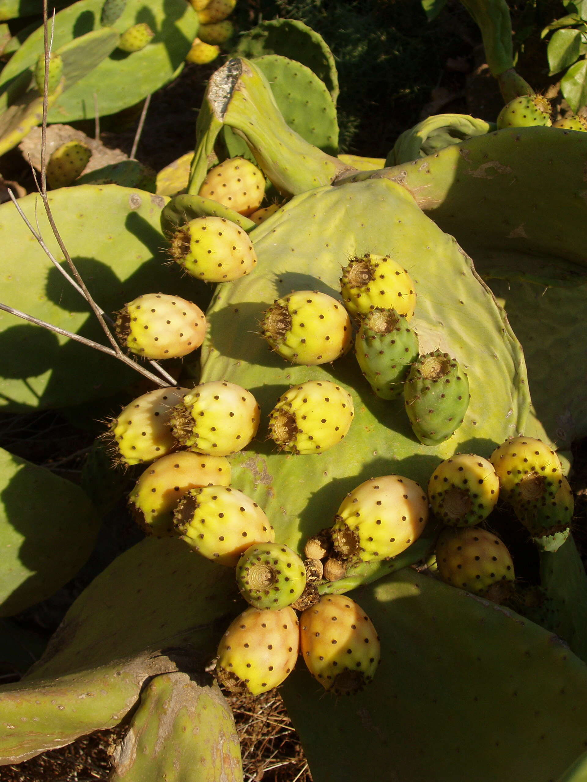 Image of Barbary Fig