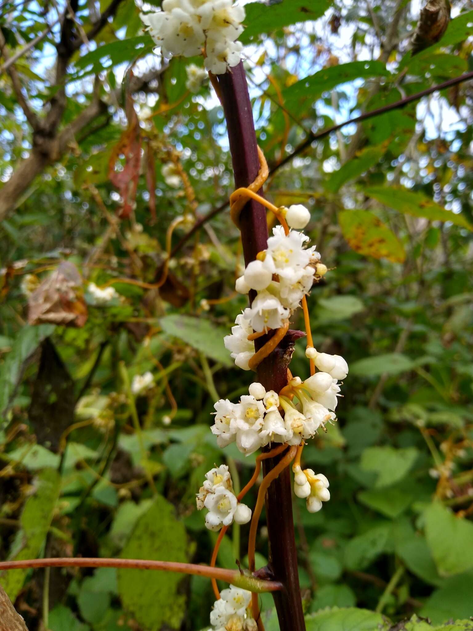 Image of beaked dodder