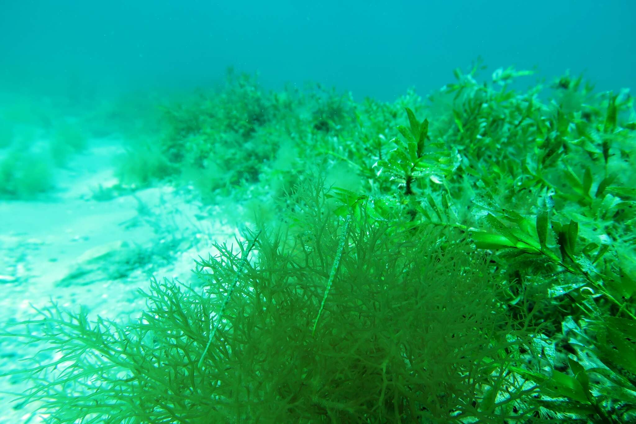 Image of Brush-tailed pipefish