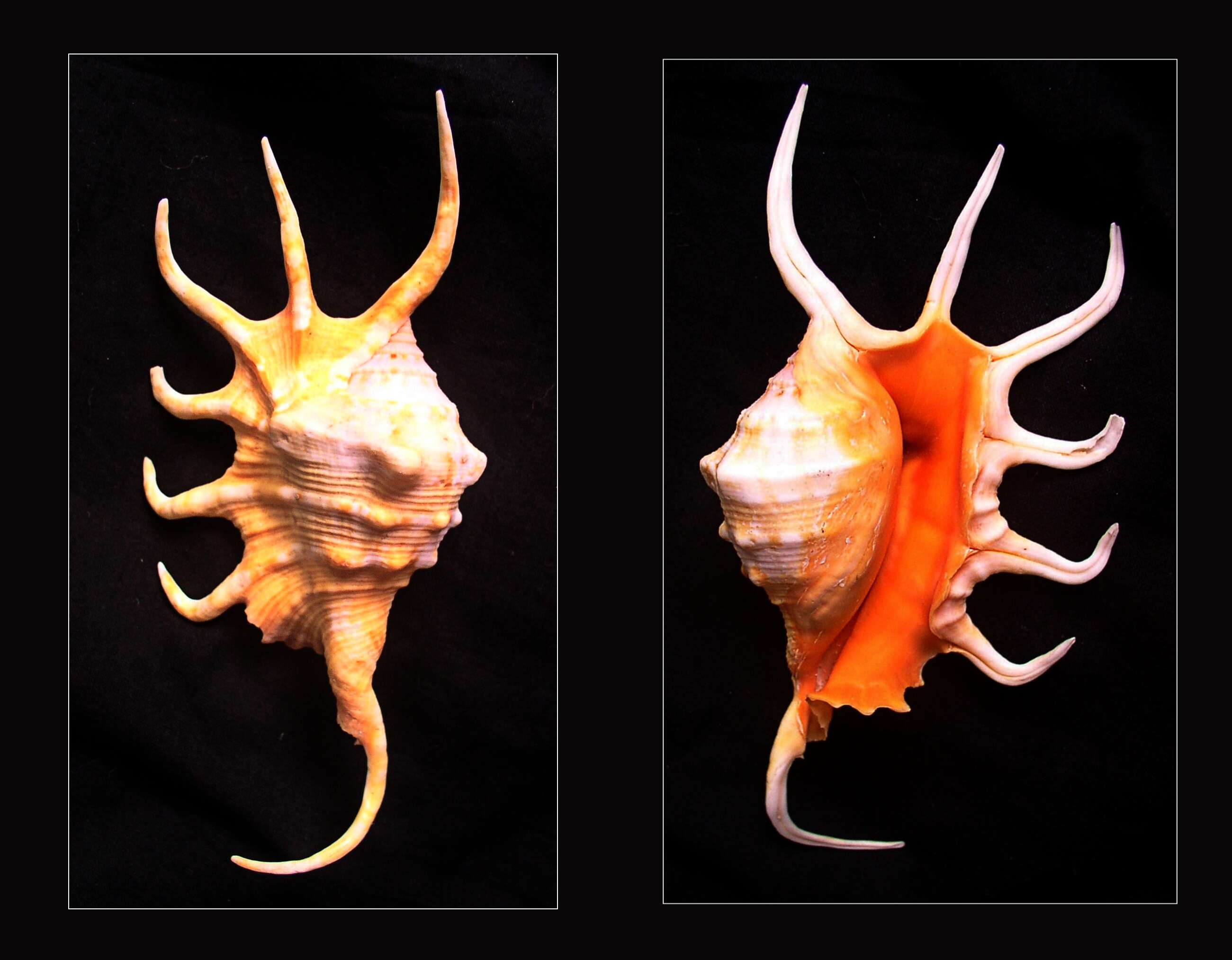 Image of orange spider conch