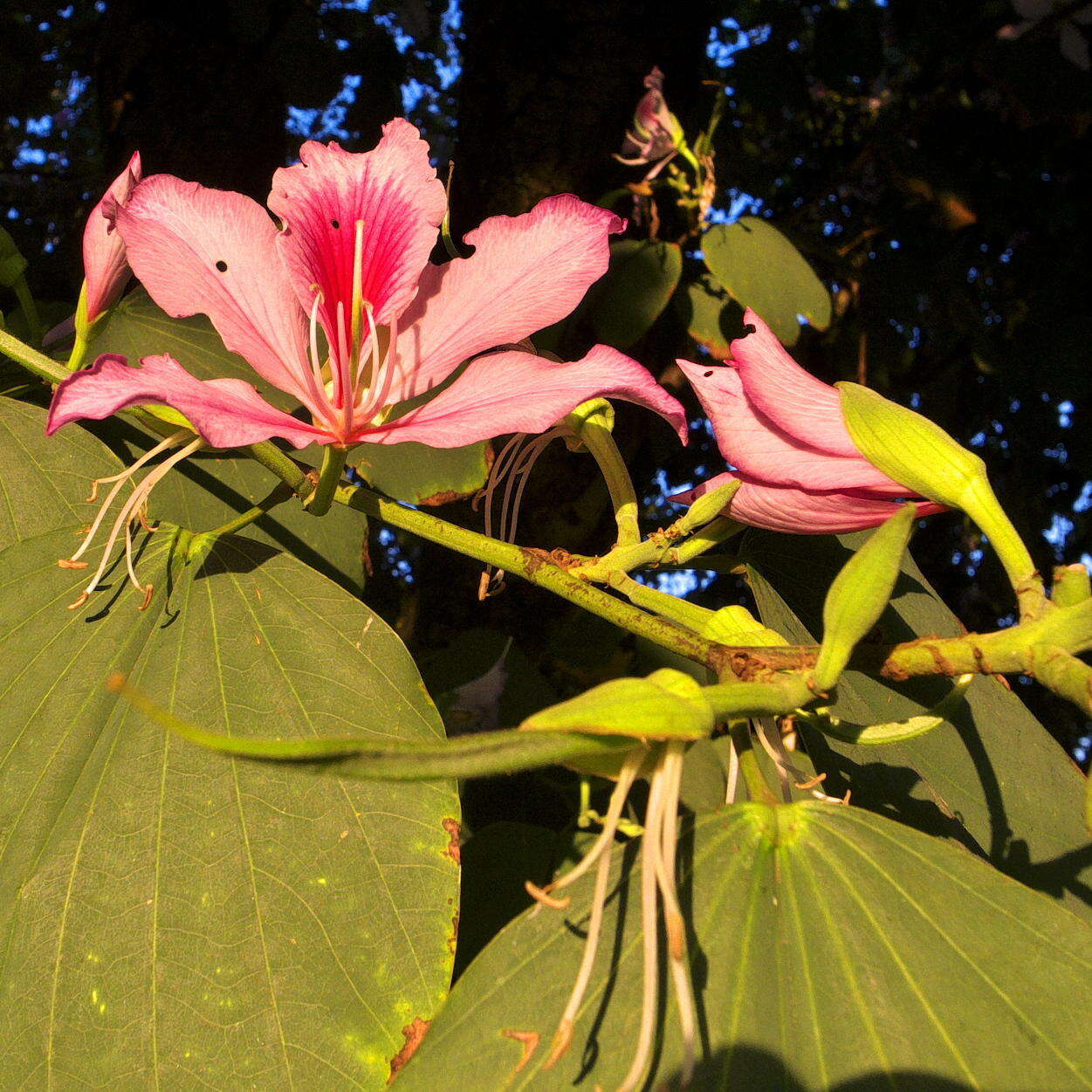 Image of Pink bauhinia