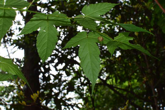 Image of Rubus glabricarpus Cheng