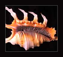 Image of Scorpion Spider Conch