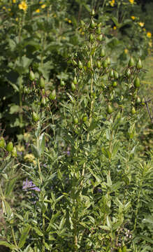 Image of great St. Johnswort