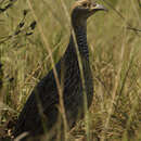 صورة Scleroptila levaillantii (Valenciennes 1825)