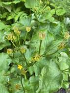 Caltha palustris var. barthei Hance的圖片