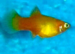 Image of Southern platyfish