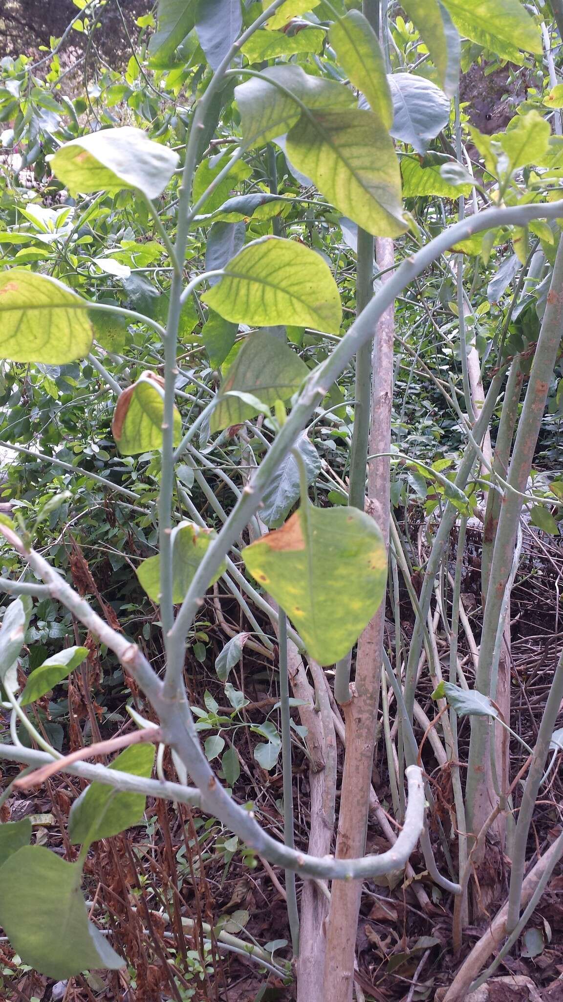 Image of tree tobacco