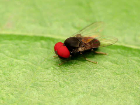 Lindneromyia flavicornis (Loew 1866)的圖片