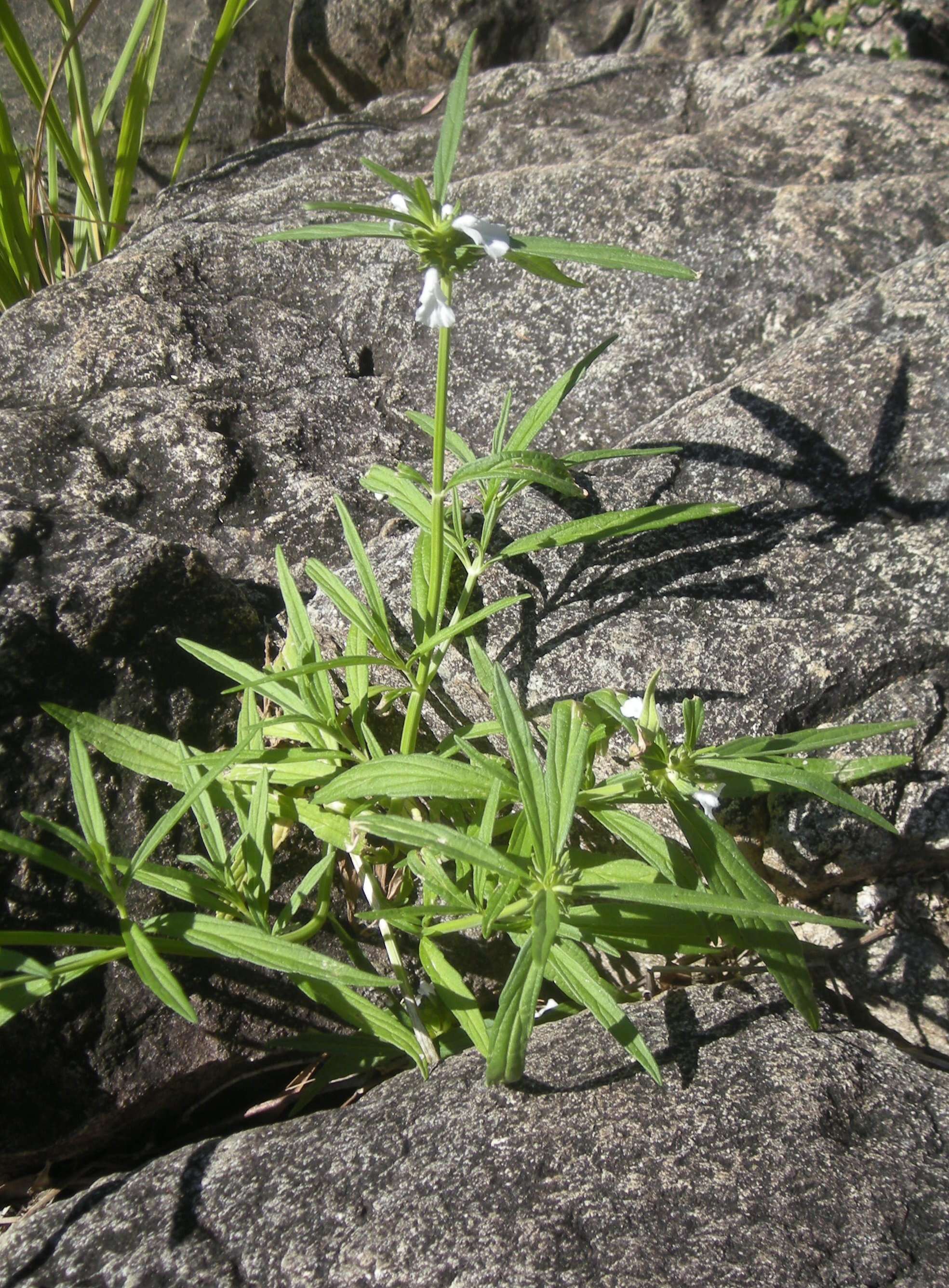 Image of Wild ocinum