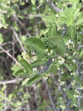 Image of Gymnosporia pubescens (N. Robson) Jordaan