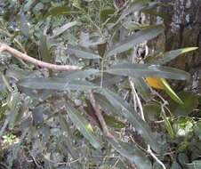 Image of Atalaya salicifolia (DC.) Bl.