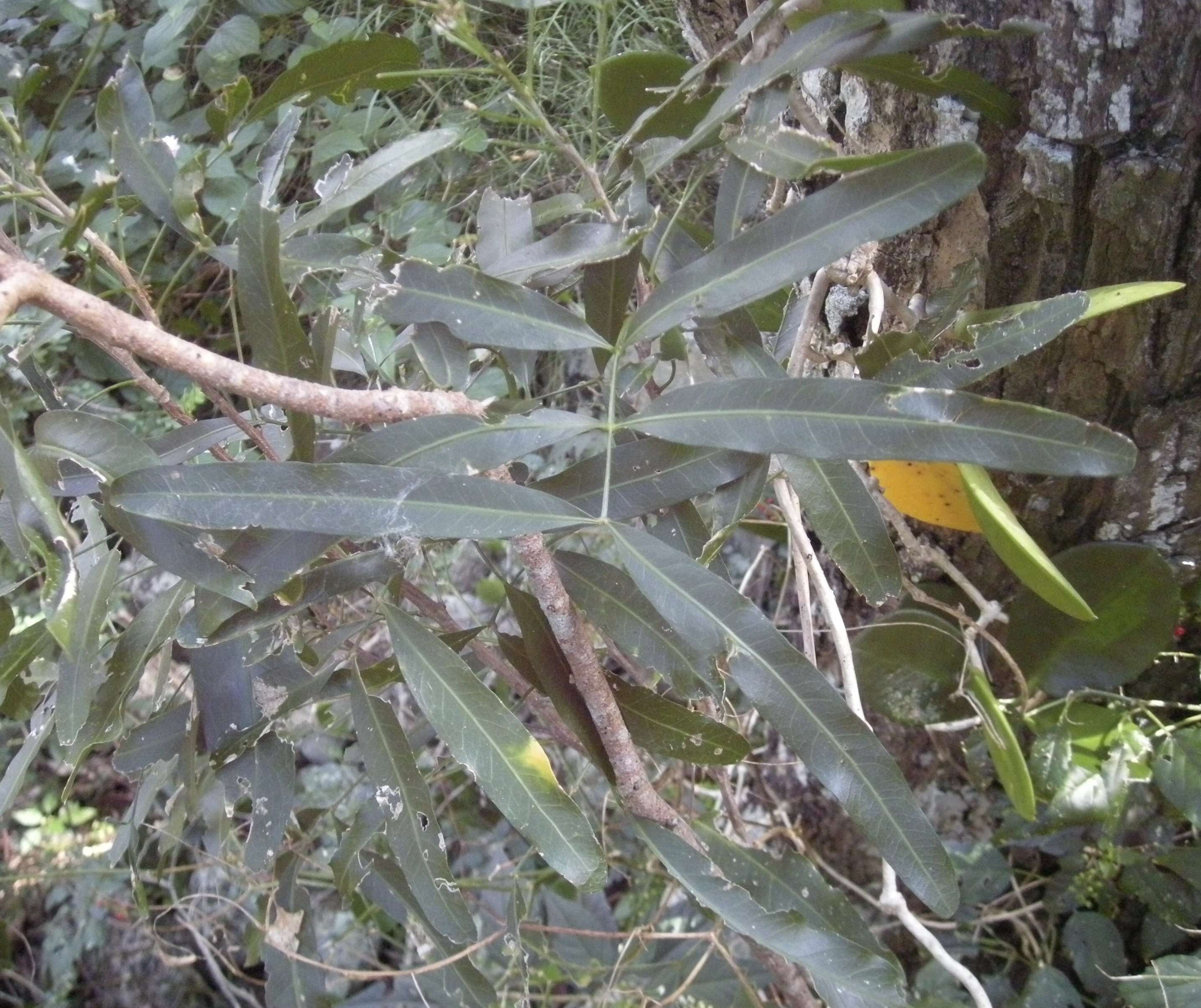 Atalaya salicifolia (DC.) Bl.的圖片