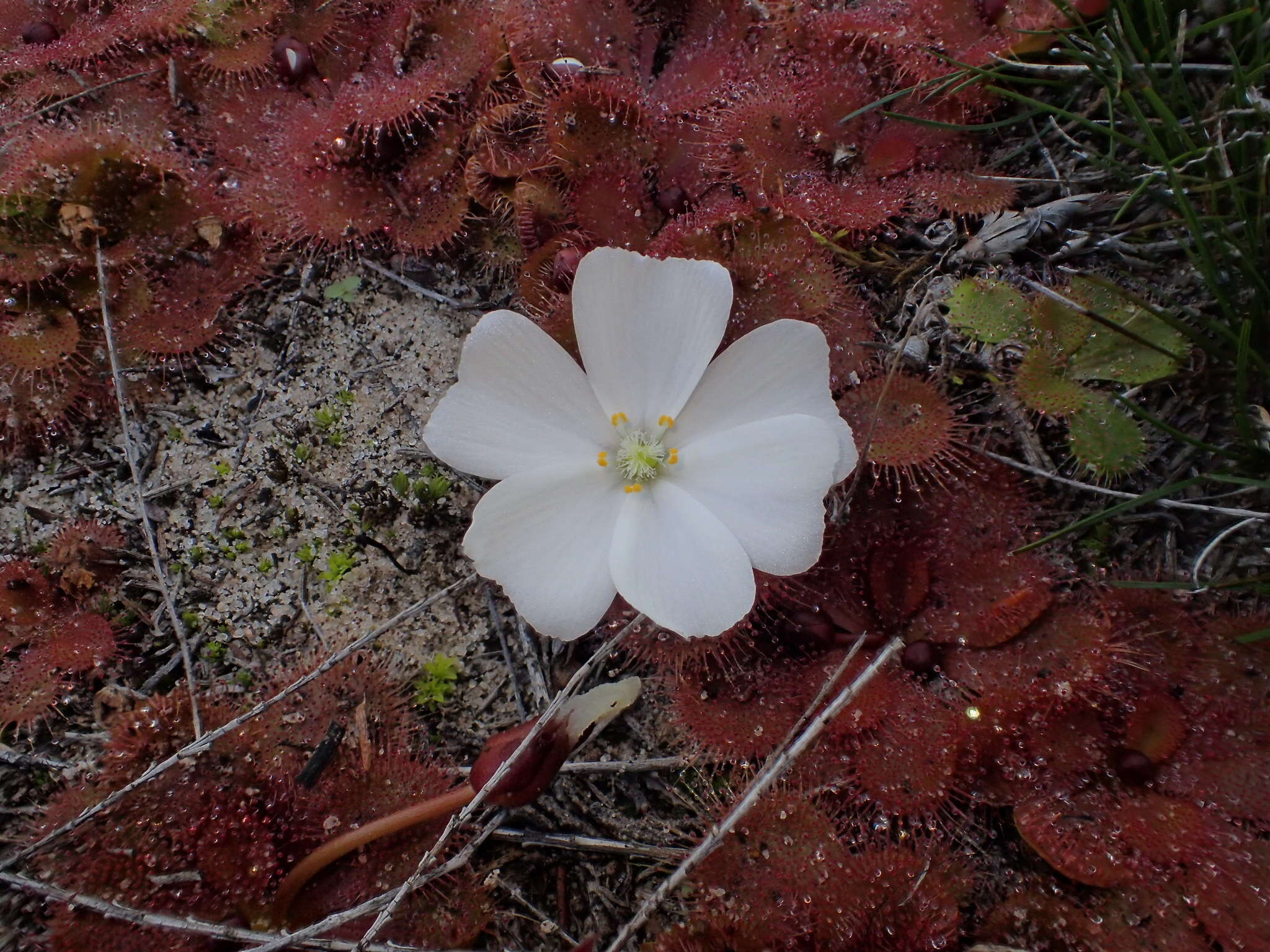 Image of Drosera aberrans (Lowrie & Carlquist) Lowrie & Conran