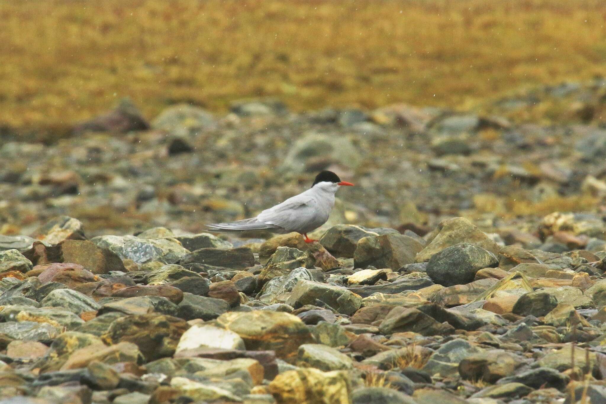 Image of Antarctic Tern