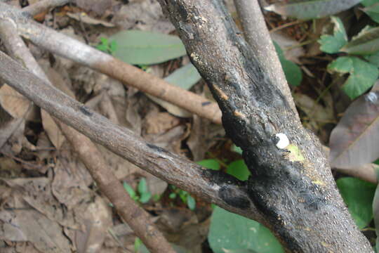 Image of Para rubber tree