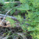 Image of Rock Fern