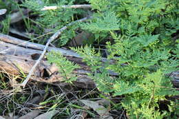 Image of Cheilanthes austrotenuifolia H. M. Quirk & T. C. Chambers