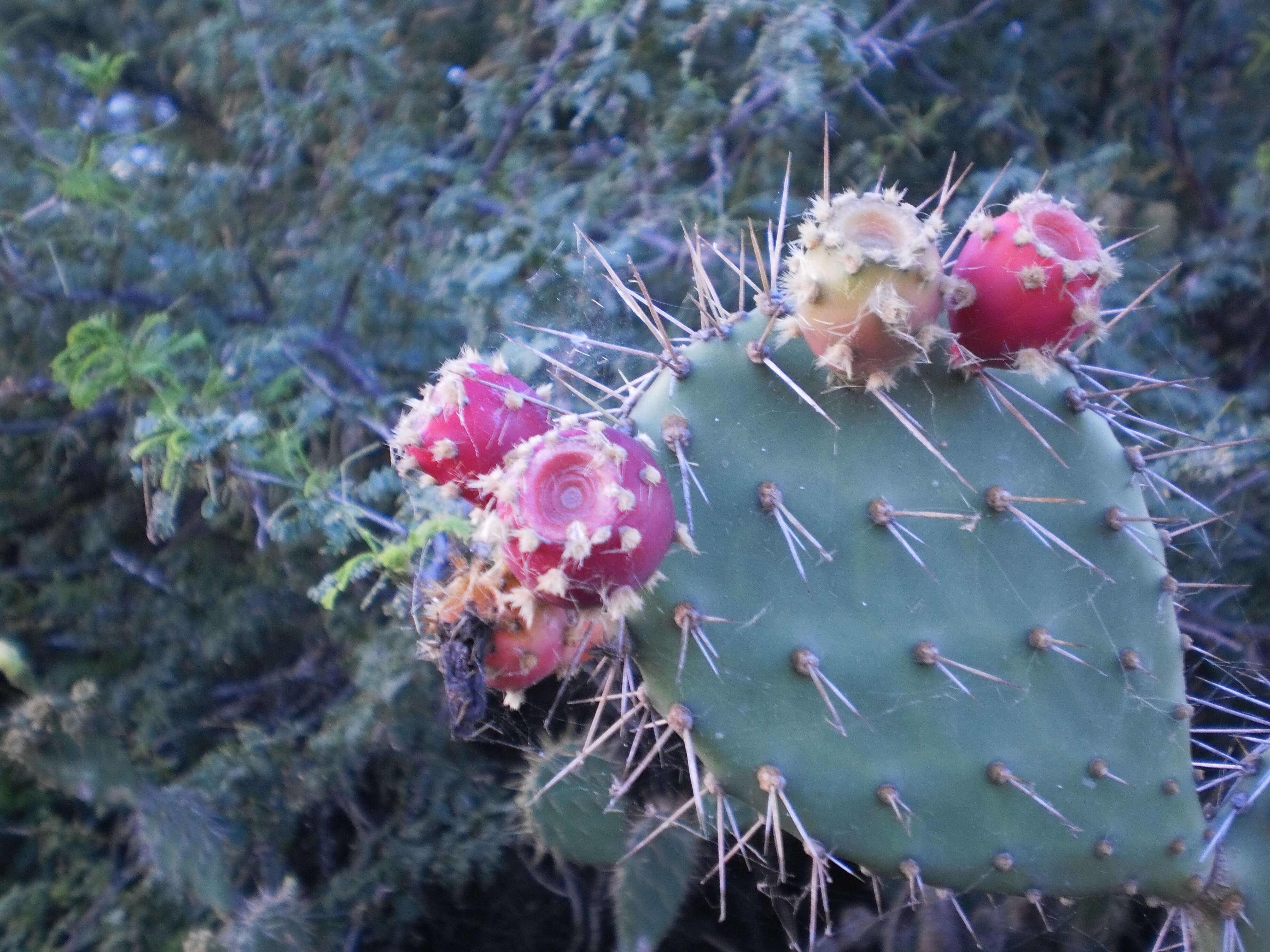 Imagem de Opuntia tuna (L.) Mill.