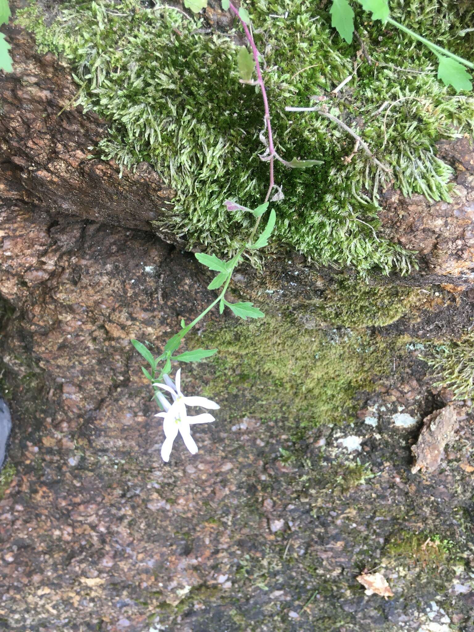 Image of Lobelia pubescens Aiton