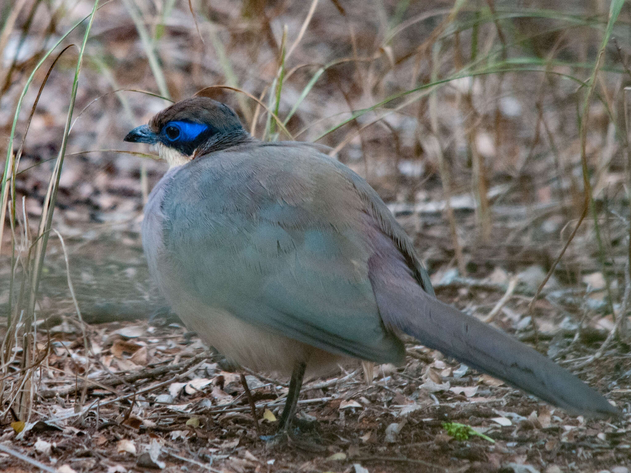 Image of Coua ruficeps olivaceiceps (Sharpe 1873)