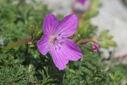 Image of Erodium rodiei (Br.-BI.) Poirion