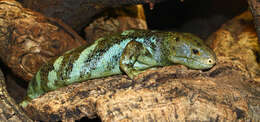 Image of Solomon Island skinks