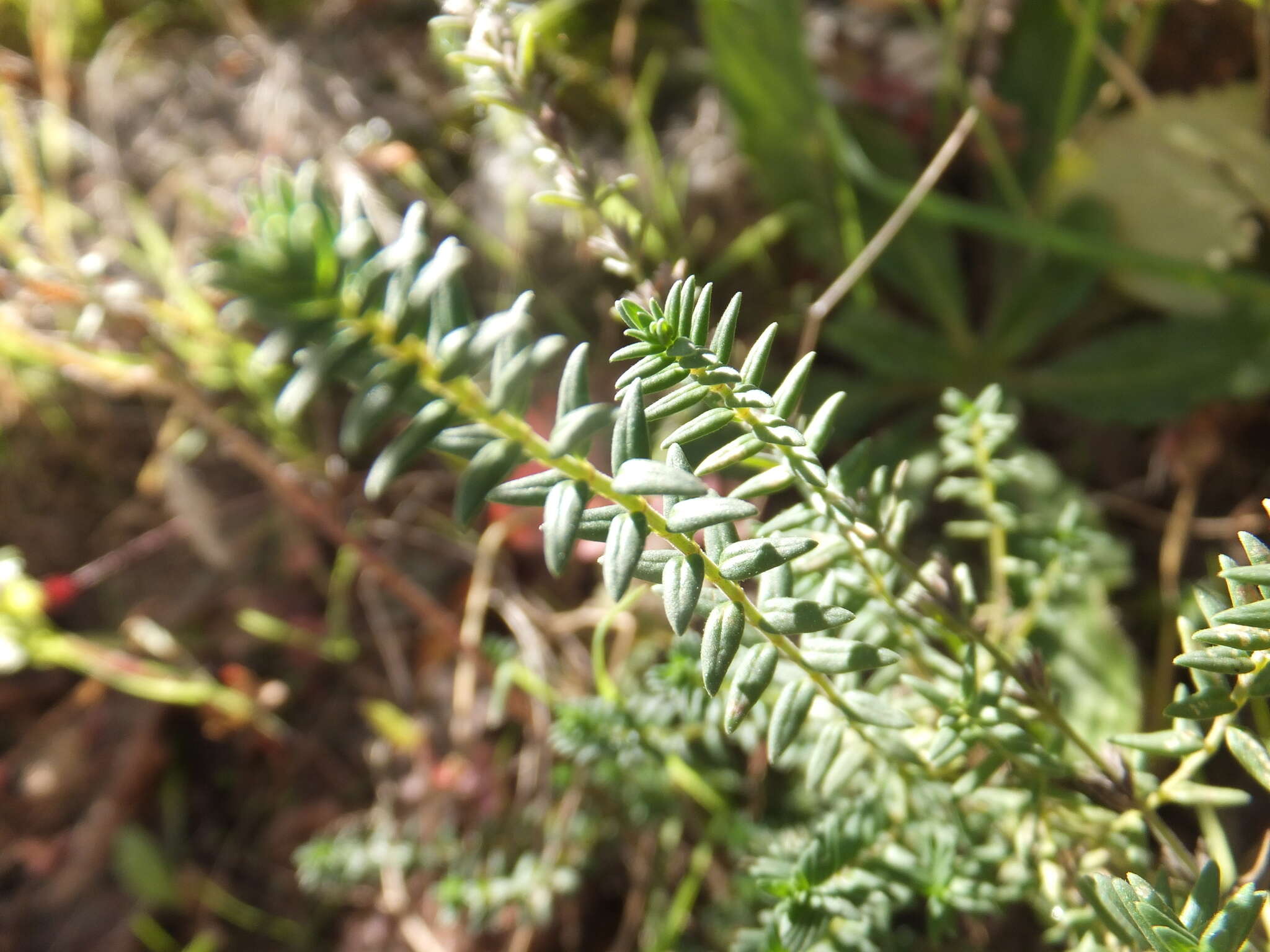 Image of Micromeria juliana (L.) Benth. ex Rchb.