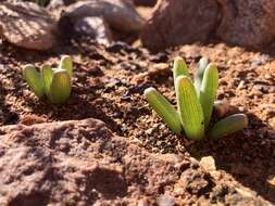 Image of Bulbine succulenta Compton