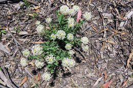 Image of Pimelea treyvaudii F. Müll. ex Ewart & Rees