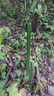 صورة Praecereus euchlorus subsp. diffusus (Britton & Rose) N. P. Taylor