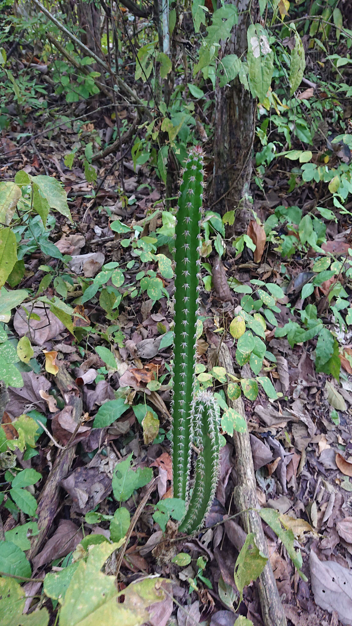 صورة Praecereus euchlorus subsp. diffusus (Britton & Rose) N. P. Taylor