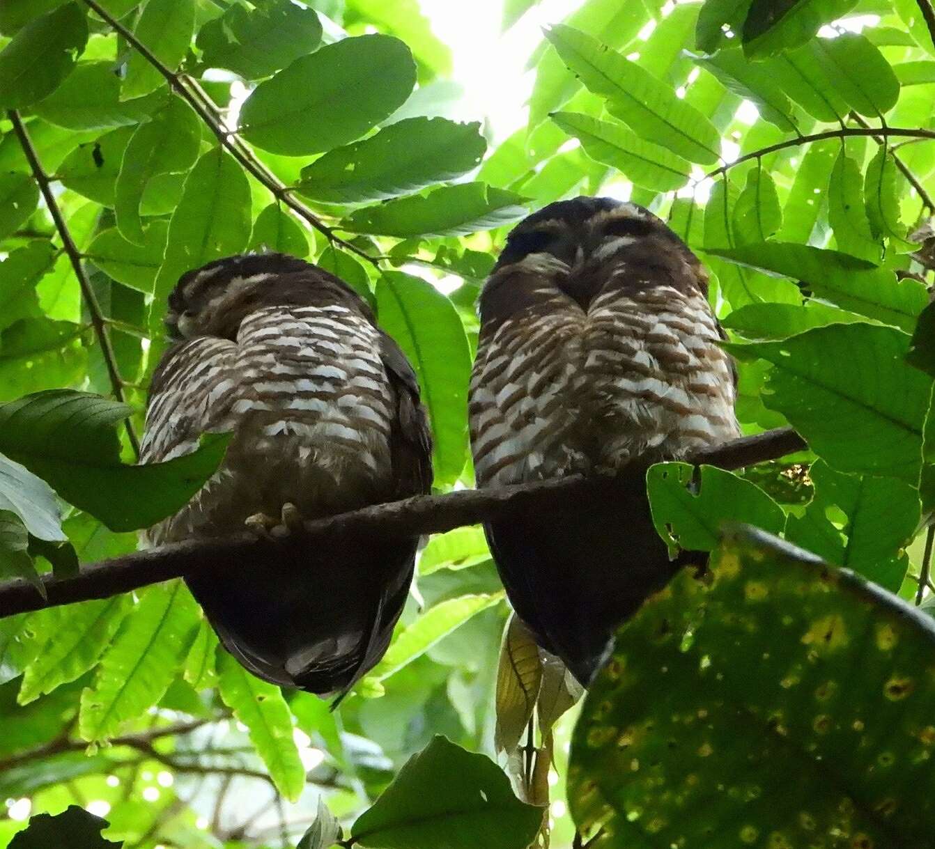 Image of Band-bellied Owl