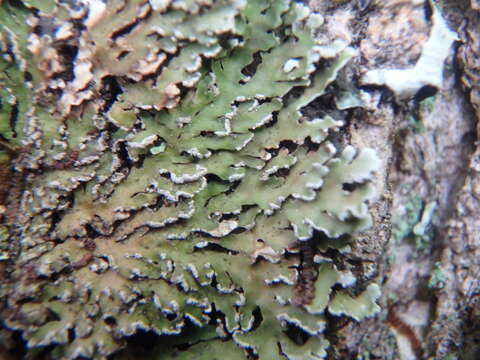 Image of frosted lichen