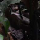 Image of Black-bellied Wren