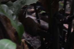 Image of Black-bellied Wren