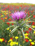 Image of Milk thistle